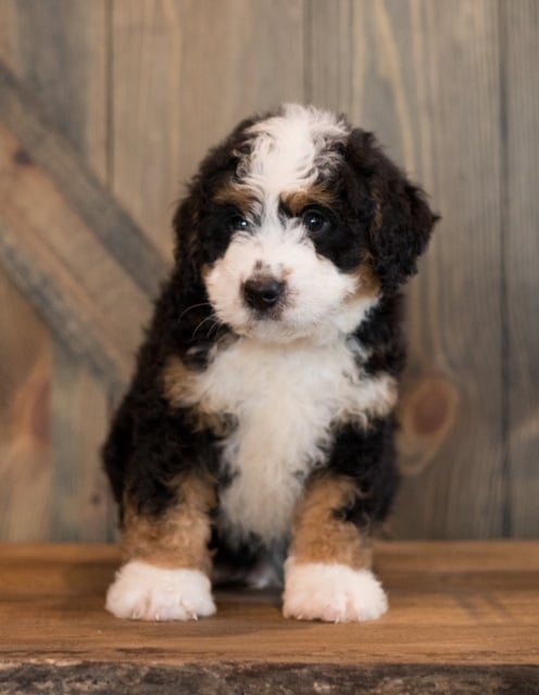 A picture of a Chance, one of our Mini Bernedoodles puppies that went to their home in New Jersey