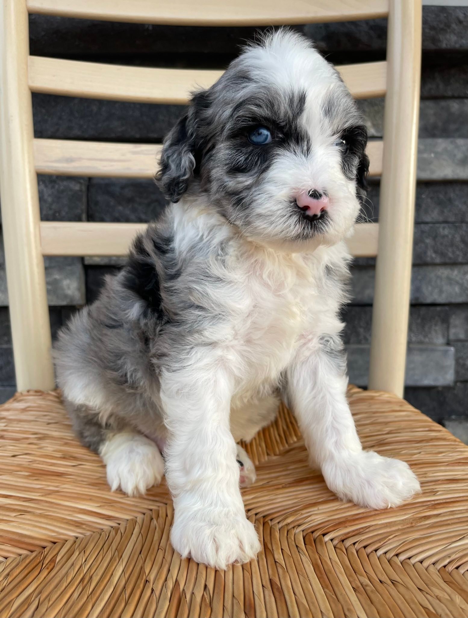 A litter of Standard Sheepadoodles raised in Iowa by Poodles 2 Doodles