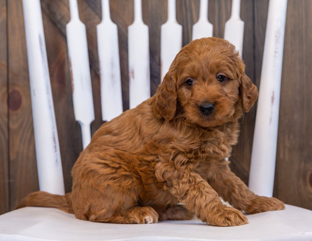 A picture of a Dexter, one of our  Goldendoodles puppies that went to their home in Iowa