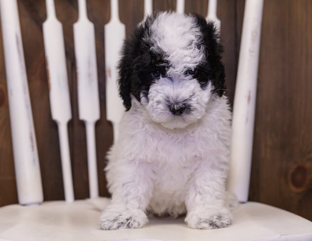 This litter of Sheepadoodles are of the F1B generation.