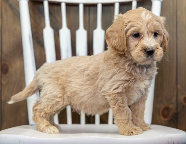 Buzz came from KC and Rugar's litter of F1 Goldendoodles