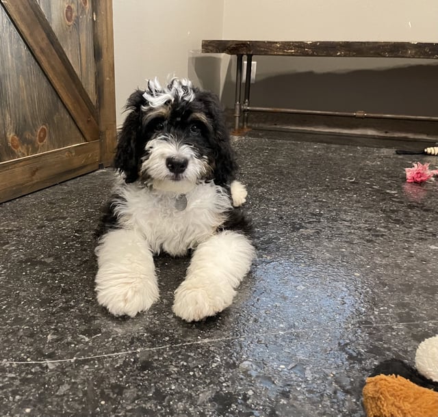 A picture of a Yankee, one of our Mini Bernedoodles puppies that went to their home in Texas