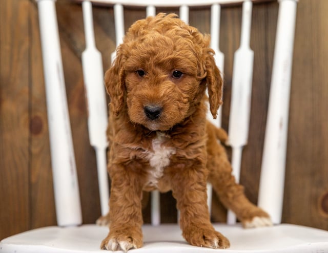 A picture of a Churro, one of our Mini Goldendoodles puppies that went to their home in California