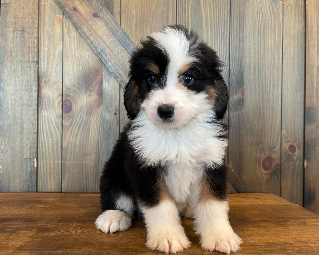 A picture of a Zach, one of our Standard Bernedoodles puppies that went to their home in Iowa