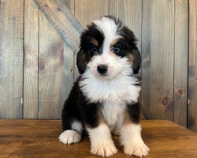 Another pic of our recent Bernedoodle litter