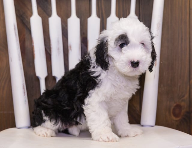 A picture of a Carly, one of our Petite Sheepadoodles puppies that went to their home in Indiana