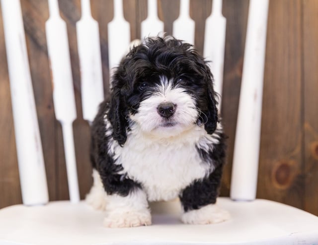 Marlo came from Tyrell and Grimm's litter of F1 Bernedoodles