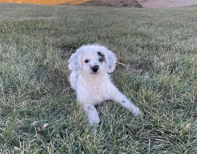 Heath came from Raven and Ozzy's litter of F1BB Bernedoodles