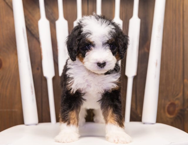 Trina came from Willow and Bentley's litter of F1 Bernedoodles