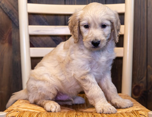 A picture of a Yetta, one of our Standard Goldendoodles puppies that went to their home in Iowa