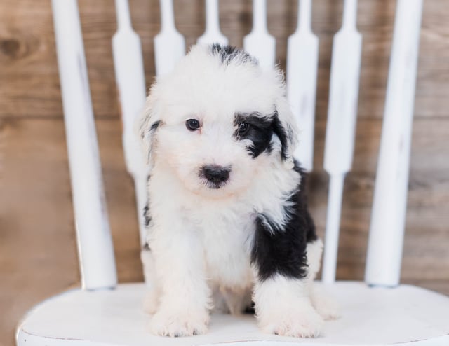 Clover is an F1 Sheepadoodle that should have  and is currently living in Minnesota