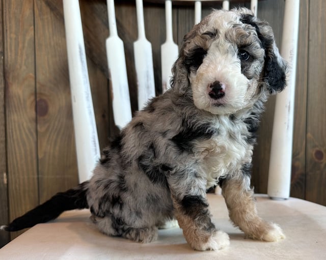 A picture of a Cita, one of our Mini Sheepadoodles puppies that went to their home in Florida