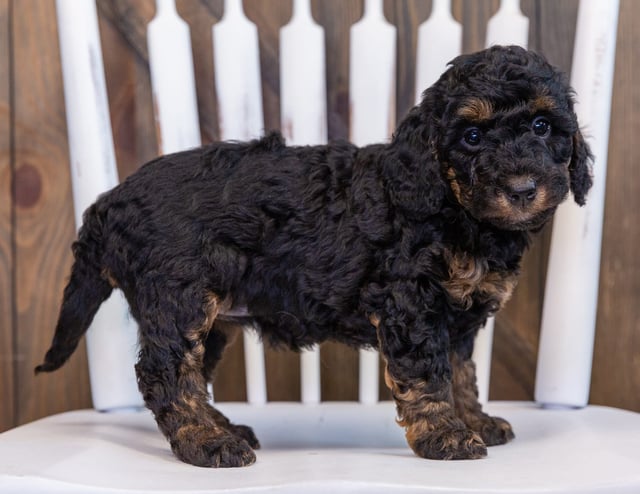 A picture of a Fairy, one of our Petite Bernedoodles puppies that went to their home in Illinois