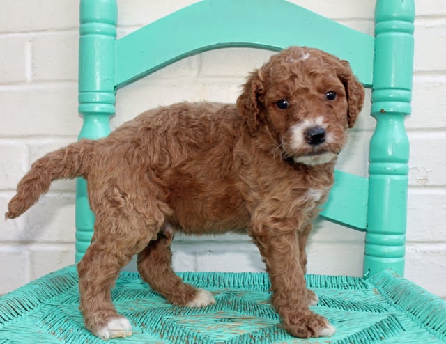 Mister came from Hadley and Scout's litter of F1BB Irish Doodles