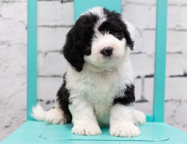 Sid is an F1 Sheepadoodle for sale in Iowa.