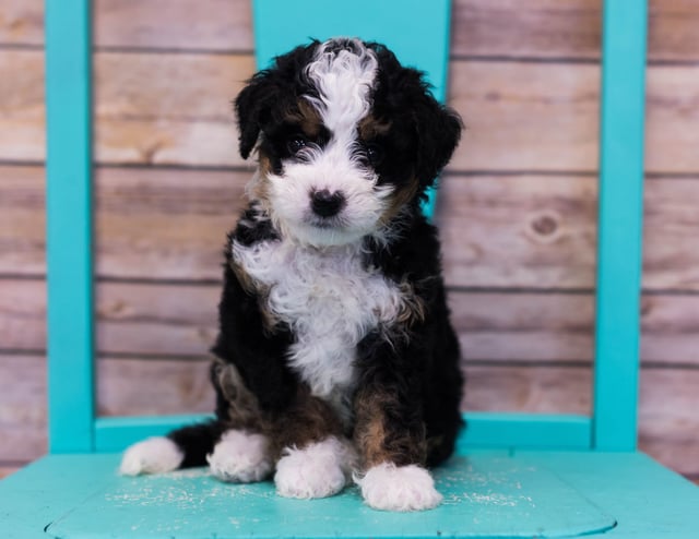 A litter of Mini Bernedoodles raised in Iowa by Poodles 2 Doodles