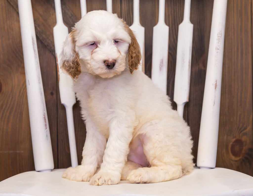 A picture of a Xandra, one of our Standard Goldendoodles puppies that went to their home in Missouri