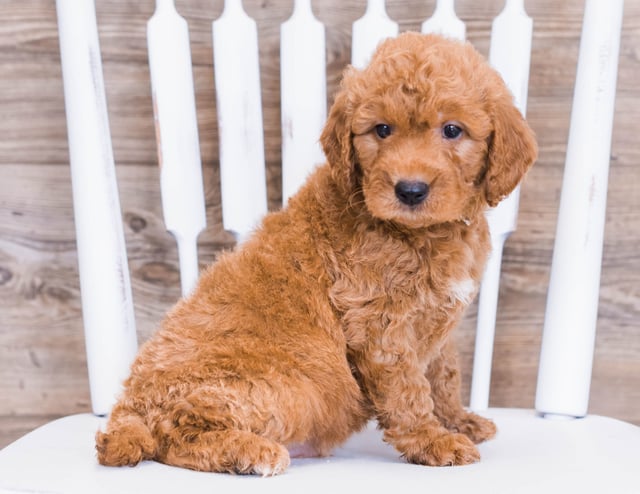Rue is an F1 Goldendoodle that should have  and is currently living in Minnesota