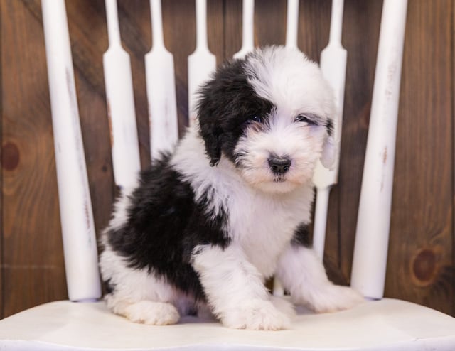 A picture of a Fluffy, one of our Standard Sheepadoodles puppies that went to their home in Pennsylvania