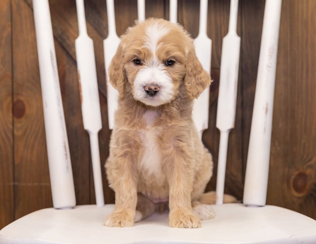 Summer came from KC and Scout's litter of F1 Goldendoodles