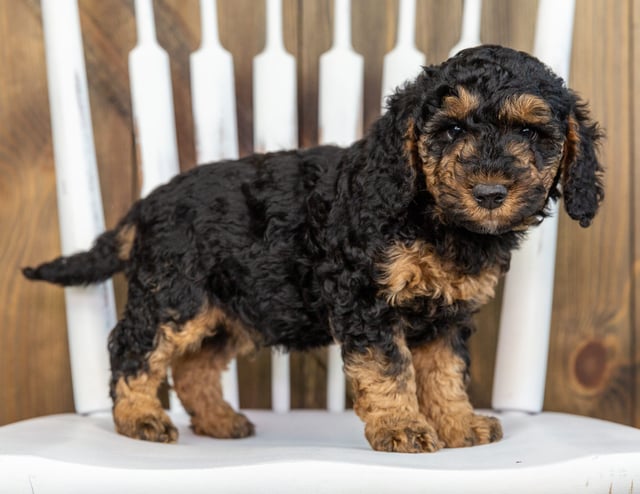 Tiny came from Raven and Ozzy's litter of F1BB Bernedoodles