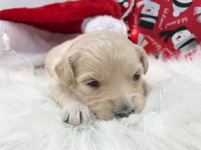 A picture of a Mel, a gorgeous Mini Goldendoodles for sale