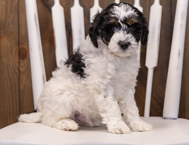 A picture of a Wrigley, one of our Mini Sheepadoodles puppies that went to their home in North Dakota 