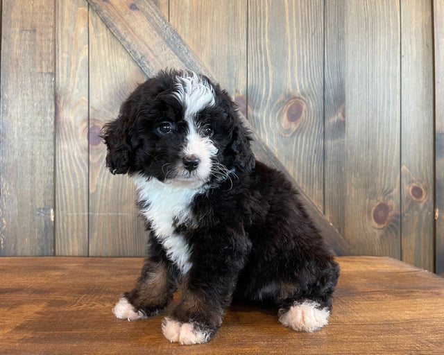 Ariel is an F1 Bernedoodle for sale in Iowa.