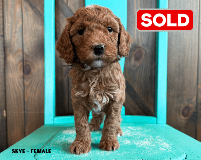 Another pic of our recent Goldendoodle litter