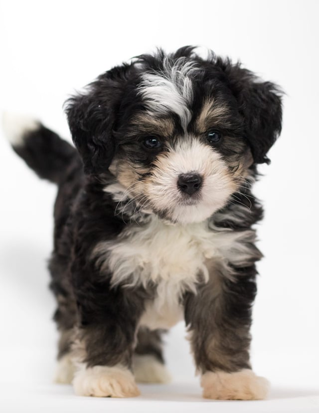 Fritz came from Tyrell and Stanley's litter of F1 Bernedoodles