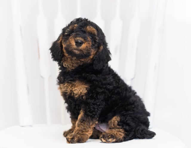 Another great picture of Jasmin, a Bernedoodles puppy