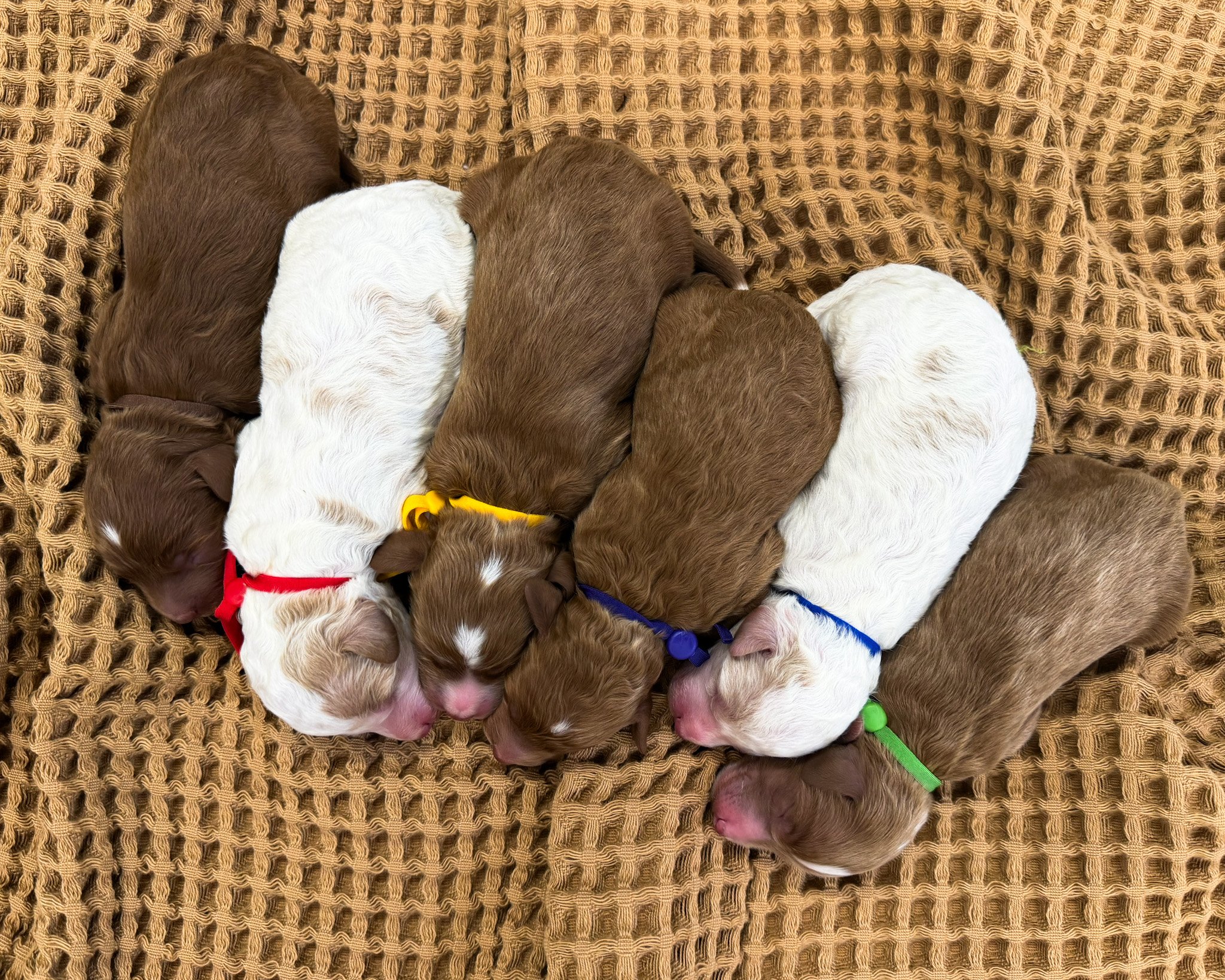 A litter of Mini Goldendoodles raised in Iowa by Poodles 2 Doodles