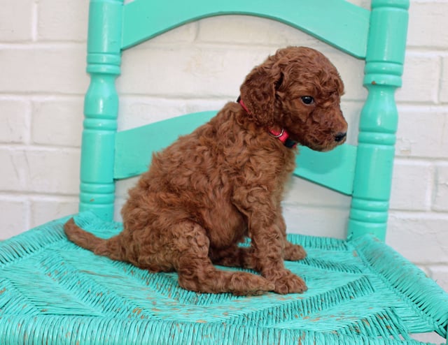 Missy is an F1BB Irish Doodle that should have  and is currently living in New Hampshire 