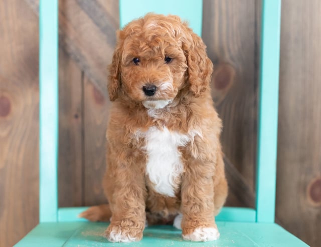 Wesley came from Candice and Teddy's litter of F1BB Goldendoodles