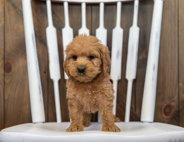 A picture of a Bolt, a gorgeous Mini Goldendoodles for sale