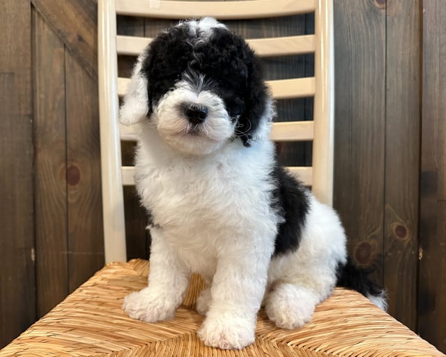 Cecil is an F2B Sheepadoodle that should have  and is currently living in Iowa