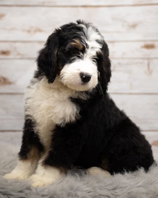 A picture of a Indi, one of our Standard Bernedoodles puppies that went to their home in Nebraska