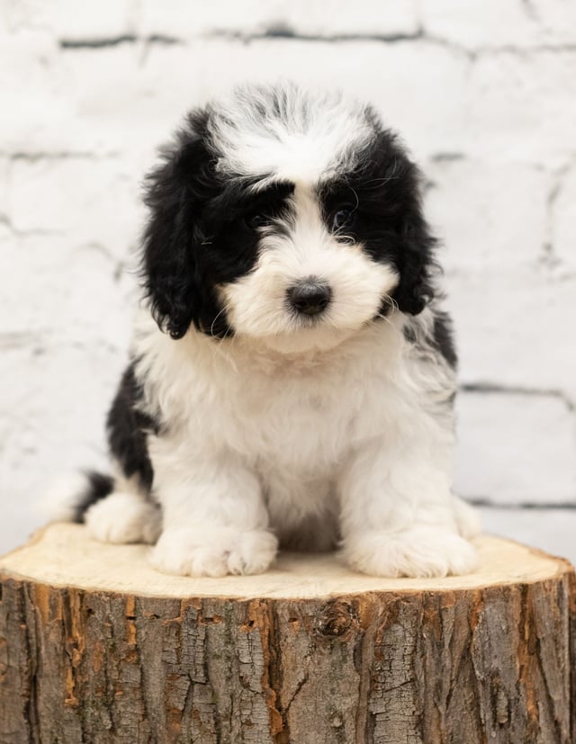 Ruby is an F1 Sheepadoodle that should have  and is currently living in Minnesota