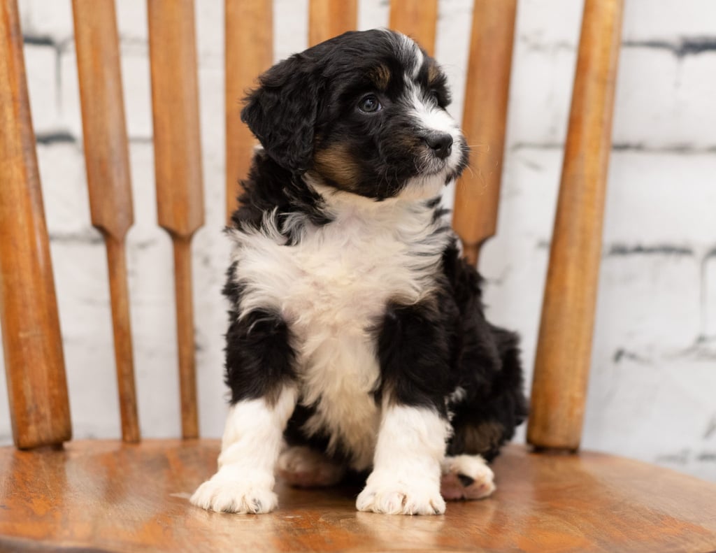 A picture of a Pepe, one of our Mini Bernedoodles for sale