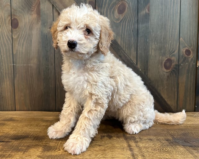 Dora is an F1B Bernedoodle that should have  and is currently living in Nebraska