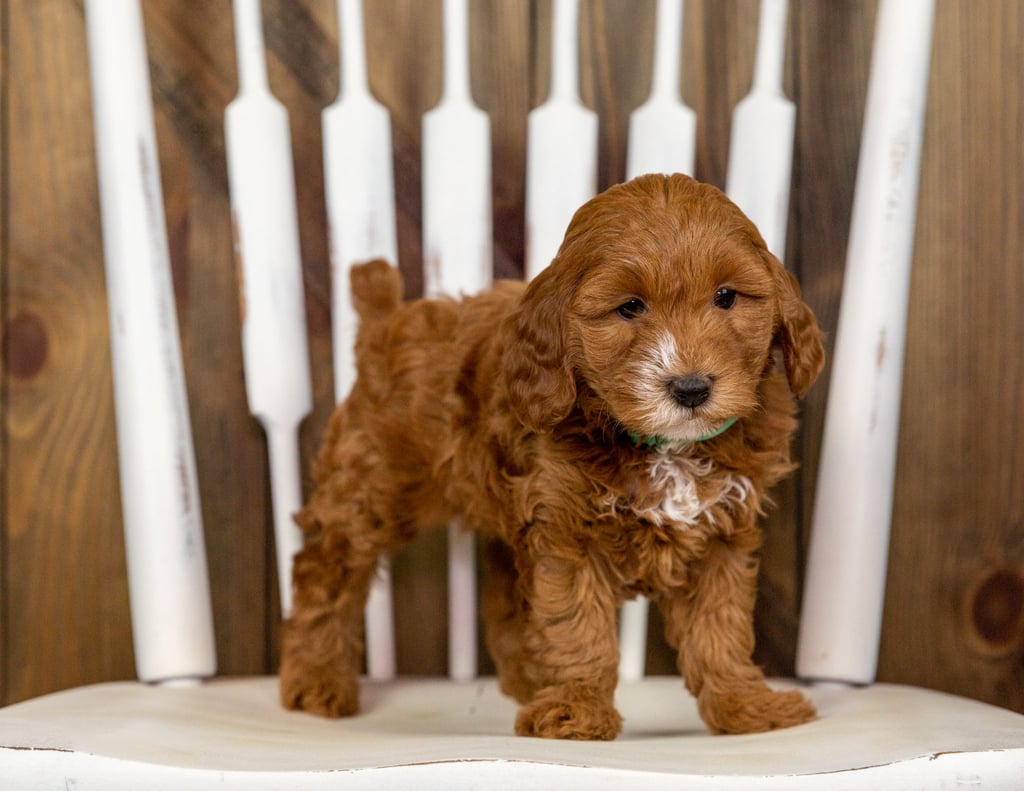 Quaxie is an F1B Goldendoodle that should have  and is currently living in Idaho