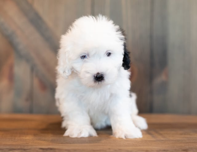 Violet came from Shandy and River's litter of F1 Sheepadoodles