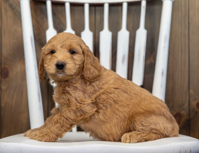 Bentley came from KC and Rugar's litter of F1 Goldendoodles