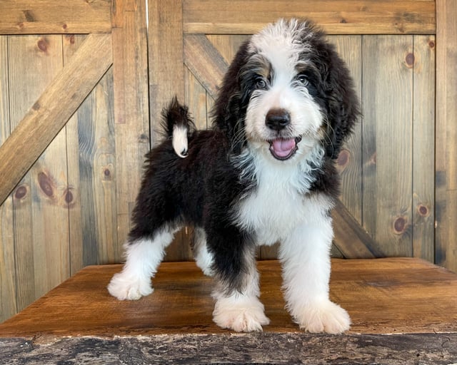 Xando came from Delilah and Bentley's litter of F1 Bernedoodles