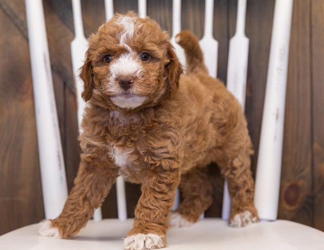 Viva is an F1B Goldendoodle that should have  and is currently living in Nebraska