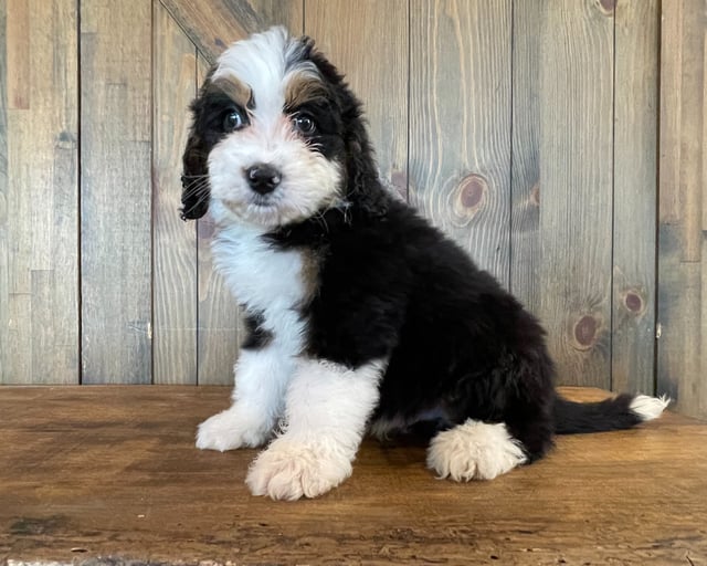 Zori is an F1 Bernedoodle that should have  and is currently living in Iowa