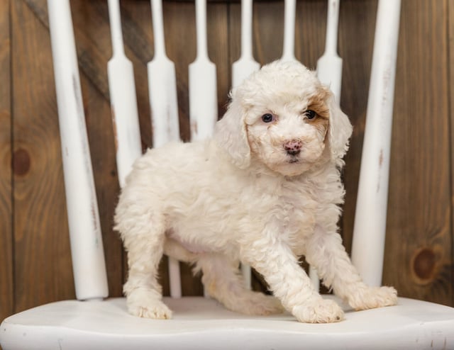 A picture of a Ember, one of our Mini Goldendoodles puppies that went to their home in California