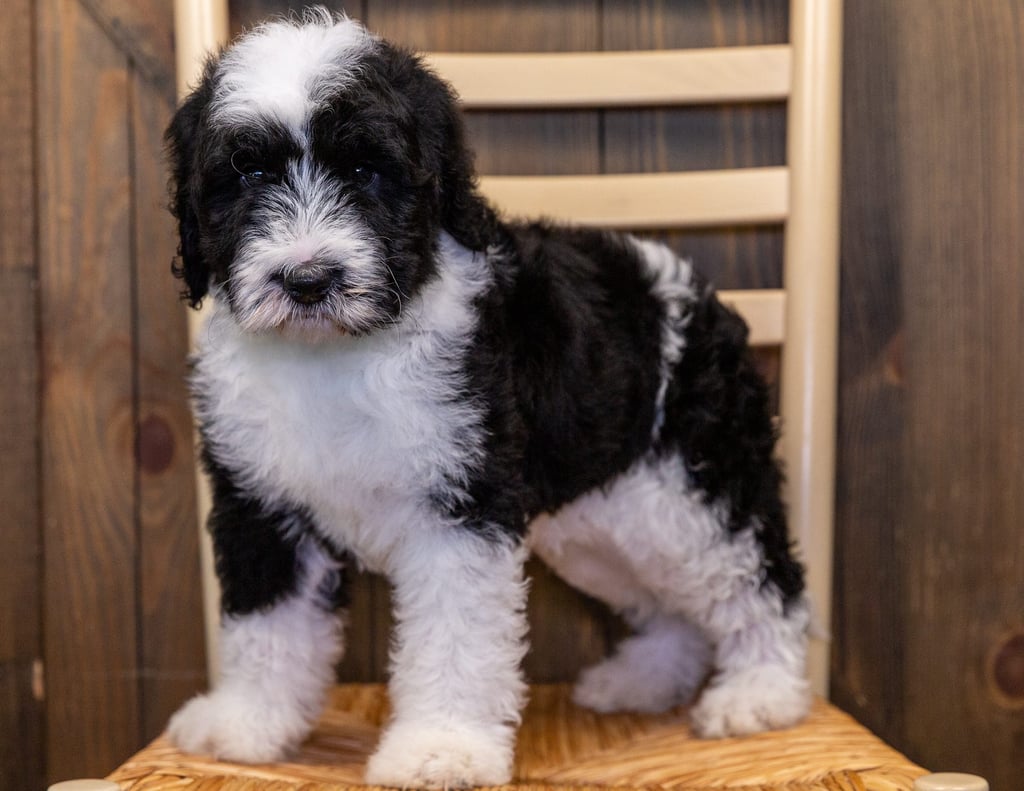 Ivory is an F1 Sheepadoodle that should have  and is currently living in Illinois