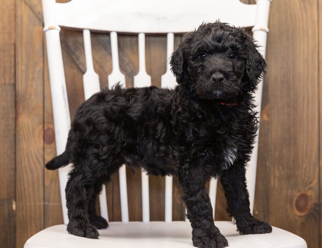 A picture of a Otis, one of our  Goldendoodles puppies that went to their home in Iowa