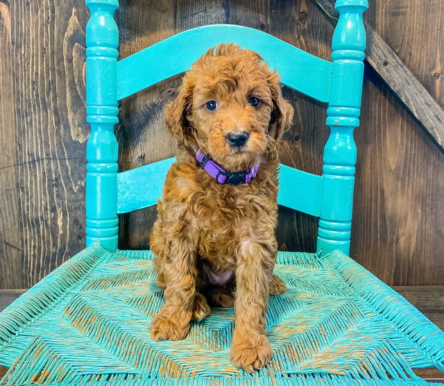 Anna came from Tatum and Teddy's litter of F2B Goldendoodles